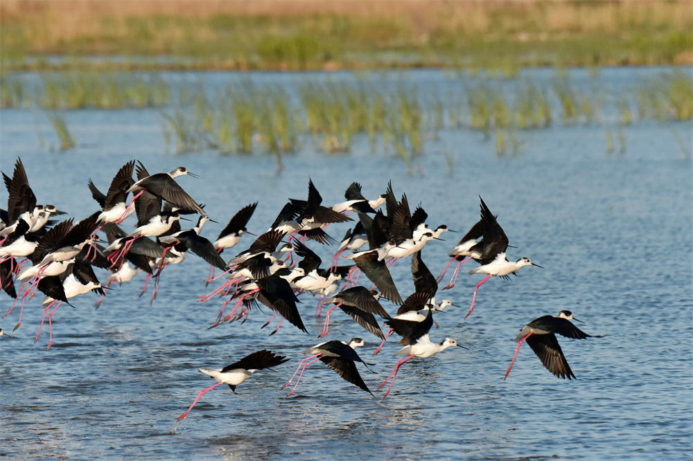 在雄安新区白洋淀拍摄的鸟群（2022年4月15日摄）。新华社发（周龙山 摄）