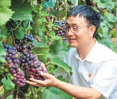 裴春亮在果蔬大棚里察看葡萄长势。裴龙德摄(人民视觉)