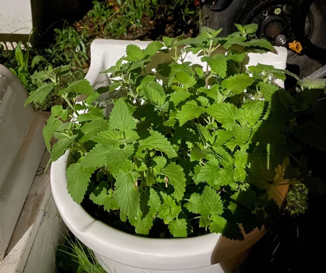 ▲波妞在居家隔离结束后,开始尝试种植,种薄荷的盆器是一个洗拖把的池子