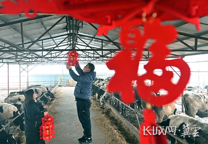 陈辉璞为牛棚挂上灯笼