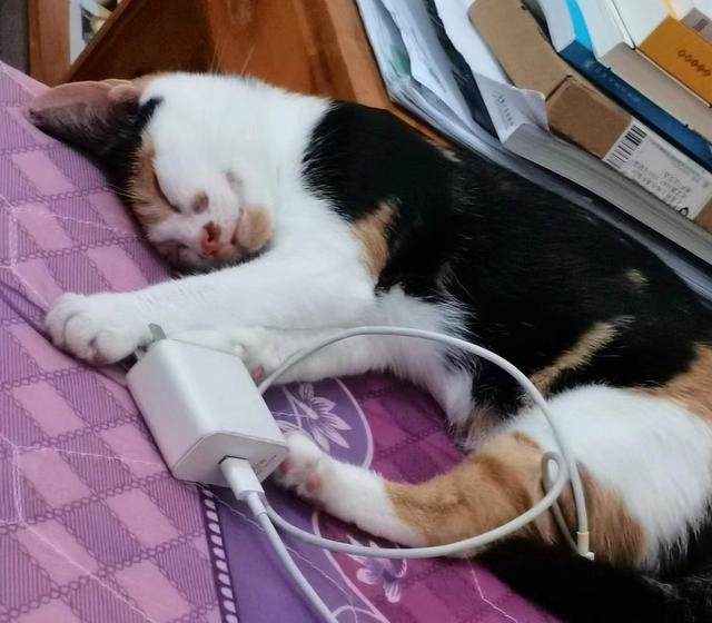 睡着的“花花”。 图/受访者提供