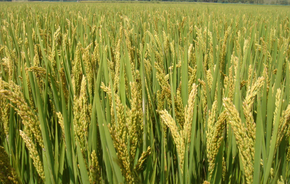 大国粮策 | 从“吃饱”到“吃好”,“南粳之父”王才林稻花香里逐梦行