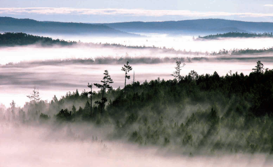 云雾缭绕的大兴安岭森林。（摄影：刘兆明）