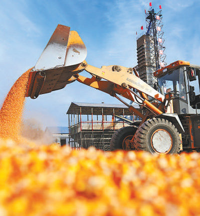 黑龙江北大荒农垦集团赵光农场，铲车在晒场倾倒玉米。