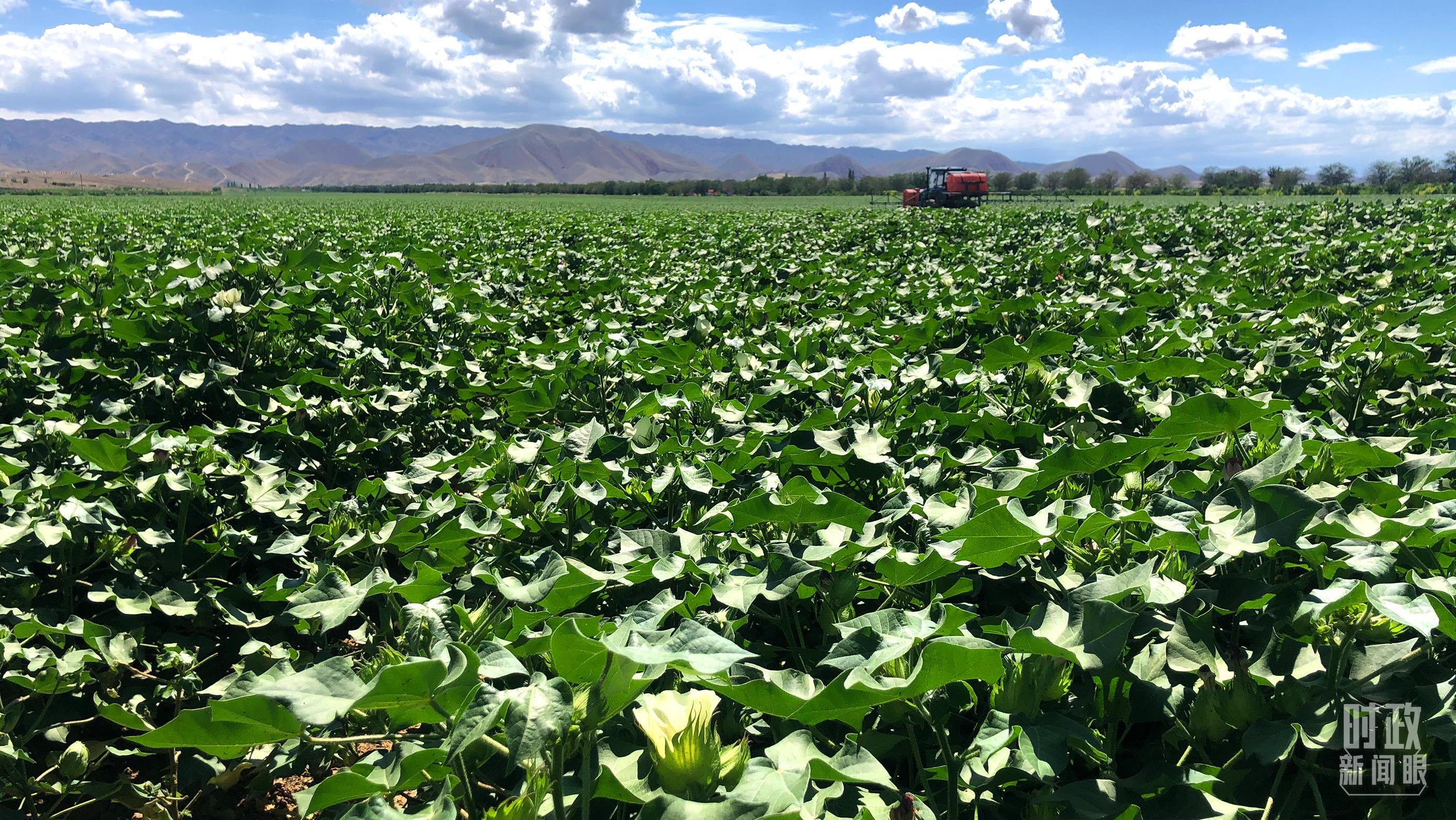 △这片棉田位于一四三团,目前处于花铃期,是决定产量和品质的关键时期。(总台央视记者许永松拍摄)