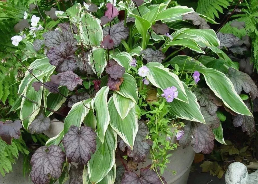 比较小众的9种耐半阴观赏花卉,适合布置在树荫下