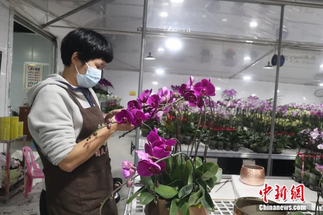 图为岭南花卉市场一名店员正在修剪蝴蝶兰。中新社记者 孙秋霞 摄