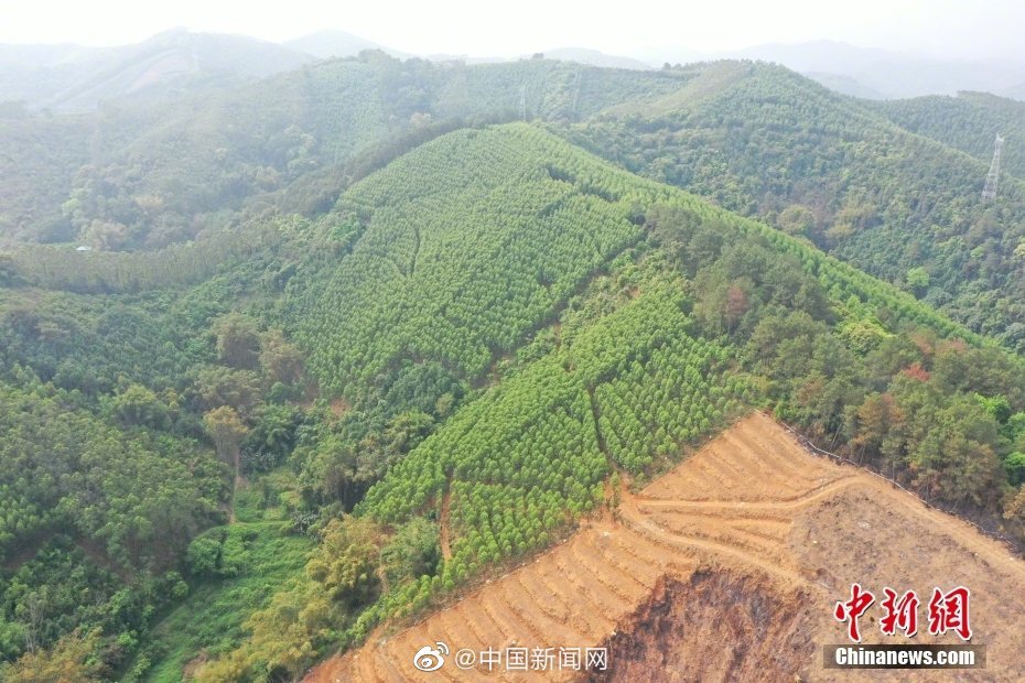 航拍东航MU5735坠毁现场