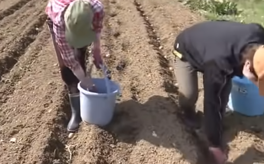 奥利加和当地农民种土豆 日媒视频截图