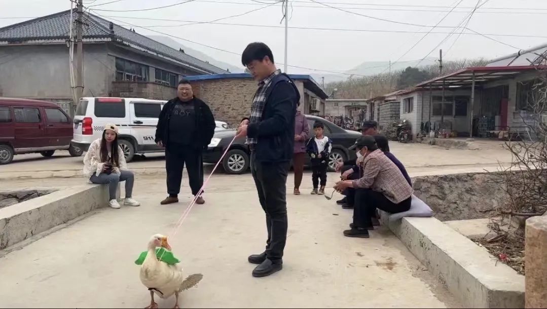 2022年4月25日，陈国平在拍摄，按照脚本的内容，他和自己的“鹅搭档”，一起与村里的“骗子”斗智斗勇。新京报记者 陈亚杰 摄