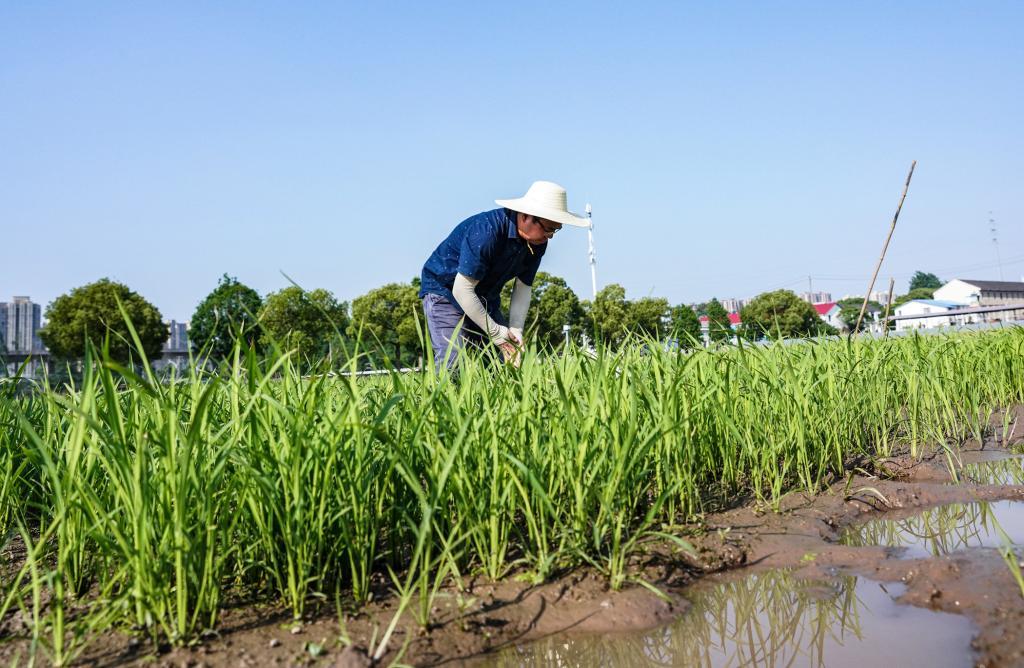 周雷在田间观察水稻生长情况。