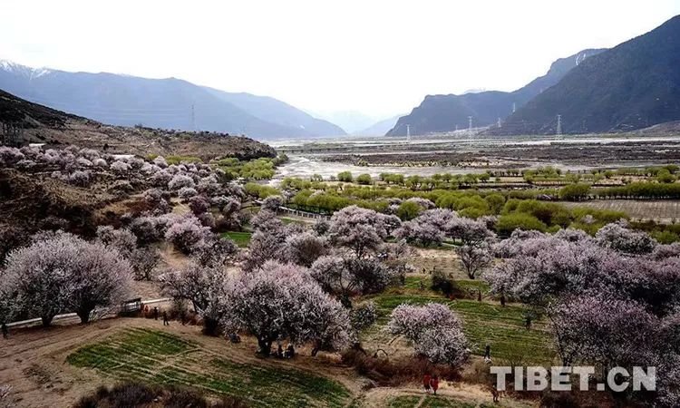 图为林芝美景 摄影：王淑