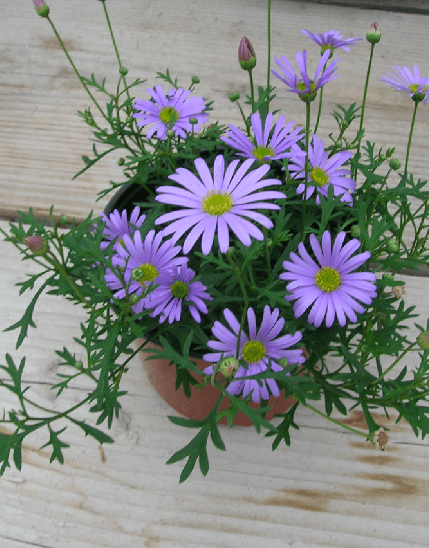 姬小菊买回家就要剪秃,换盆后几周开满花,适合新手的草花__凤凰网