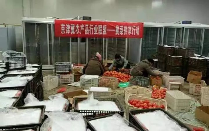 ▲4月24日,河北石家庄无极县正在整理可运往北京的西红柿。受访者供图