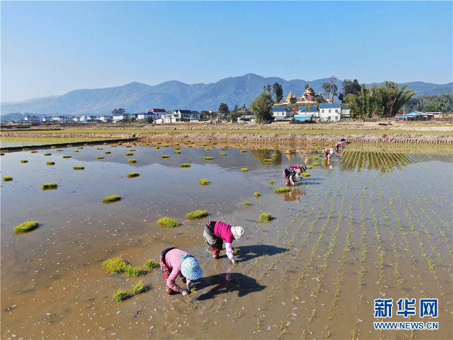 雲南勐海春耕春種掀熱潮