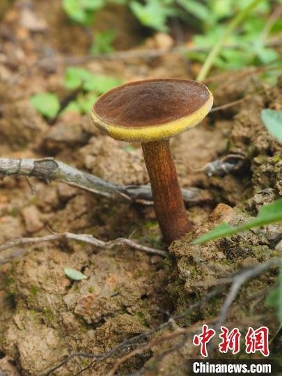 浙江舟山发现全球新物种“普陀条孢牛肝菌”_凤凰网