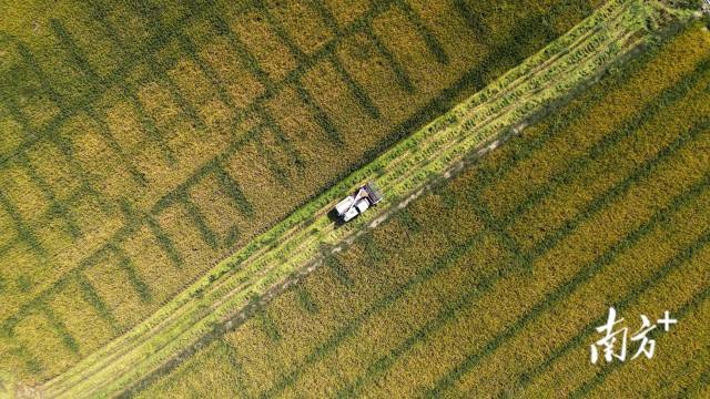 收割机来回穿梭，驰骋在金色稻田上。  