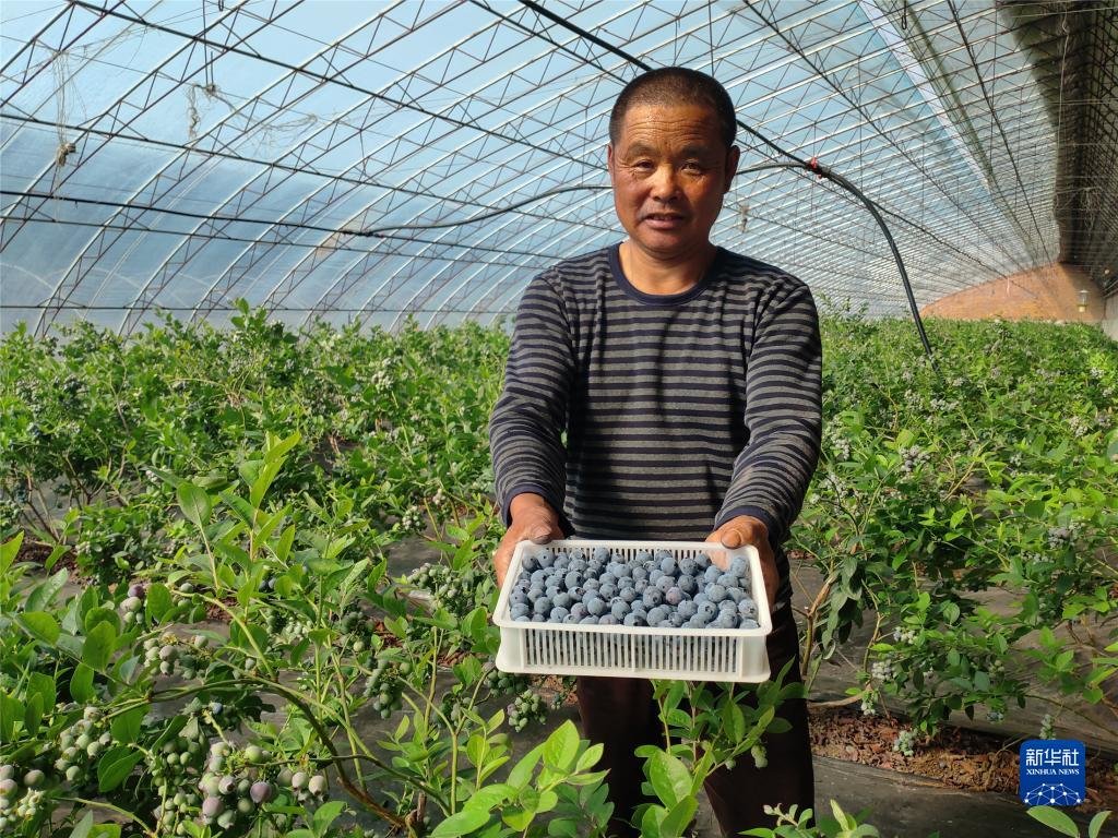 庄河市兰店乡农民展示丰收的蓝莓（2021年4月9日摄）。新华社发