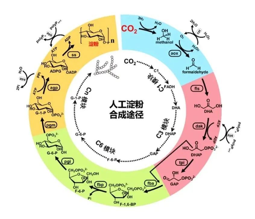 人工淀粉合成途径