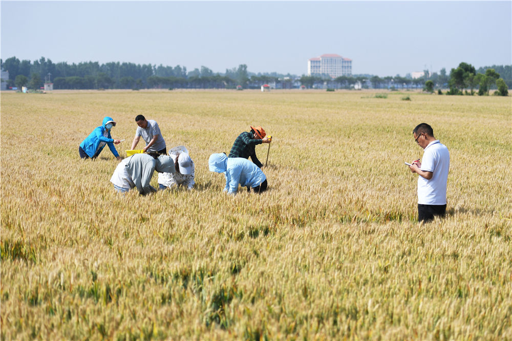 5月24日，在河南省邓州市腰店镇夏楼村，农技人员在麦田内进行小麦测产。新华社记者 张浩然 摄