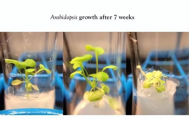 植物在浓度较高的重水环境中会逐渐枯萎 来源 | 论文