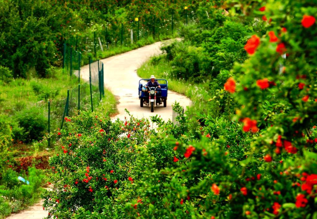 2021年6月,淅川农民在南水北调中线工程渠首附近的石榴园里.