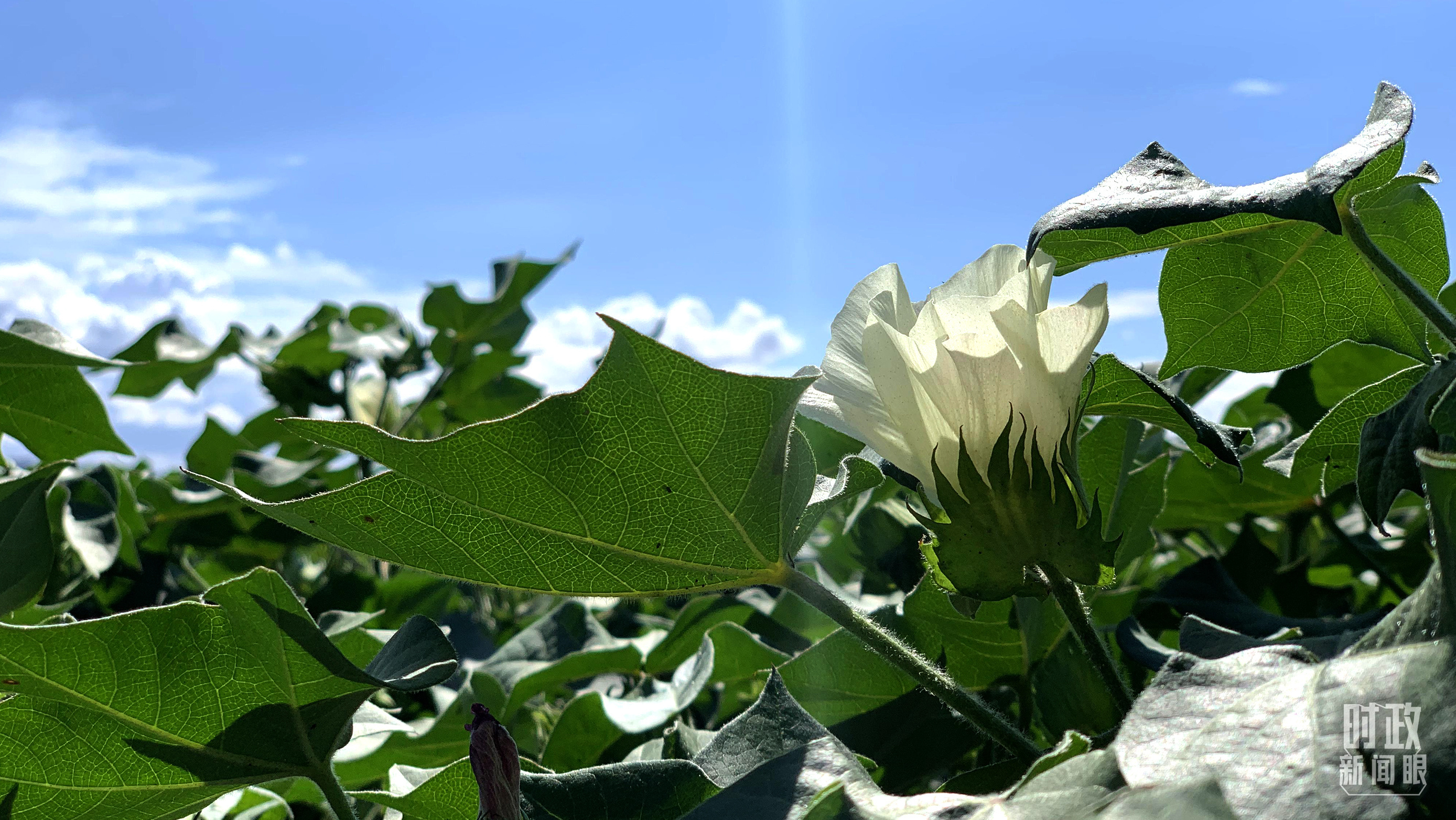 △棉花。(总台央视记者段德文拍摄)