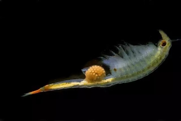 四川疑现恐龙同时代生物仙女虾:已在地球存活2亿年