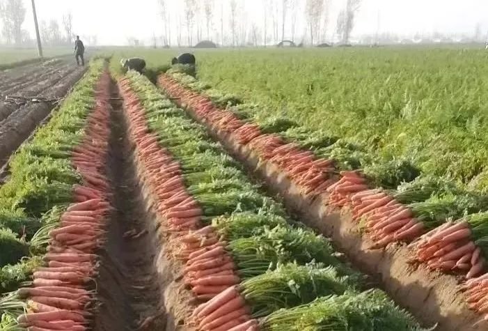 河南田间滞销的胡萝卜