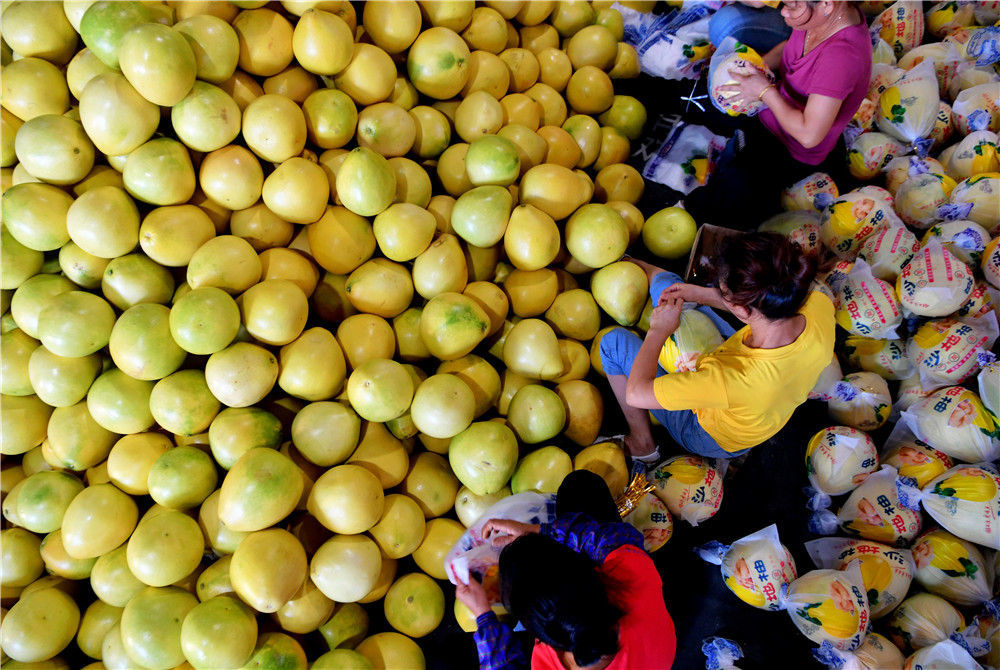 在福建省漳州市平和县的一家蜜柚加工厂,工人在包装蜜柚(2020年9月17