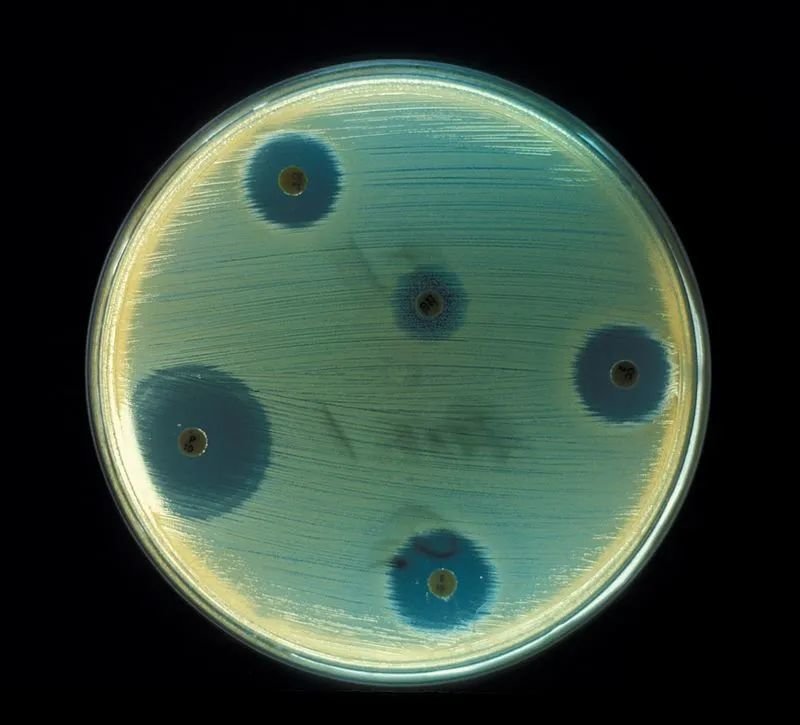 用于抗生素测试的金黄色葡萄球菌培养皿（金黄色葡萄球菌是一种细菌，而非病毒）丨cdc