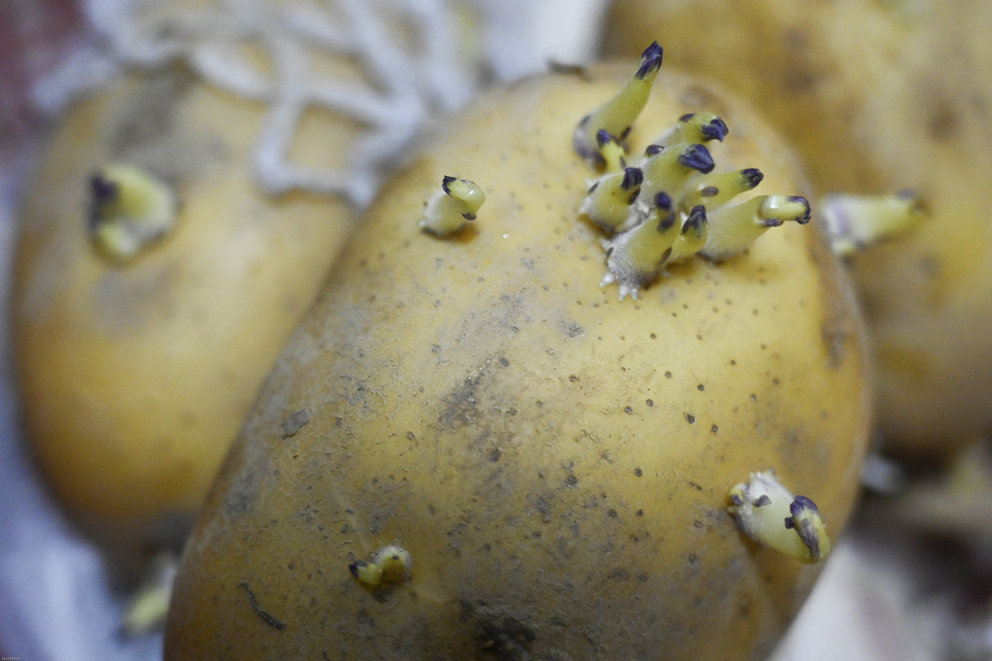 2022年4月14日,上海晶华坊,家里发芽的土豆