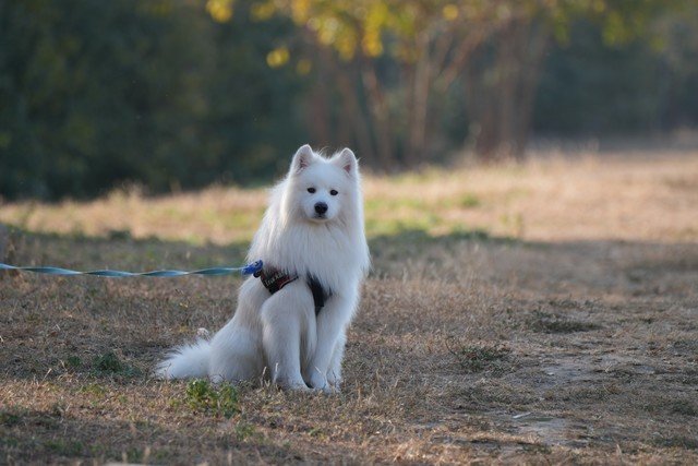 有料评测】索尼Alpha 7R V评测:6100万像素8K视频双性能旗舰