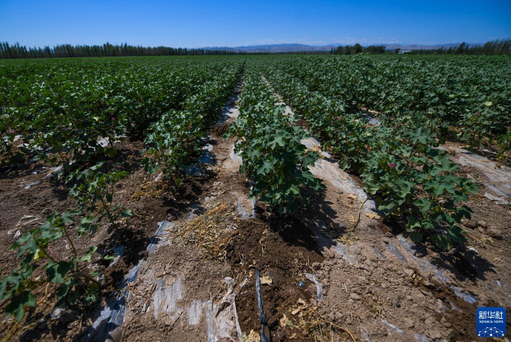 这是6月30日拍摄的新疆玛纳斯县一处刚用滴灌水带浇过水的棉田。