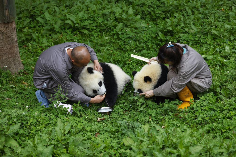 6月21日，饲养员郎舜筠与同为饲养员的丈夫董超在给大熊猫幼崽喂奶。新华社记者 沈伯韩 摄