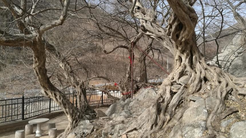 明代池州的青檀树_凤凰网