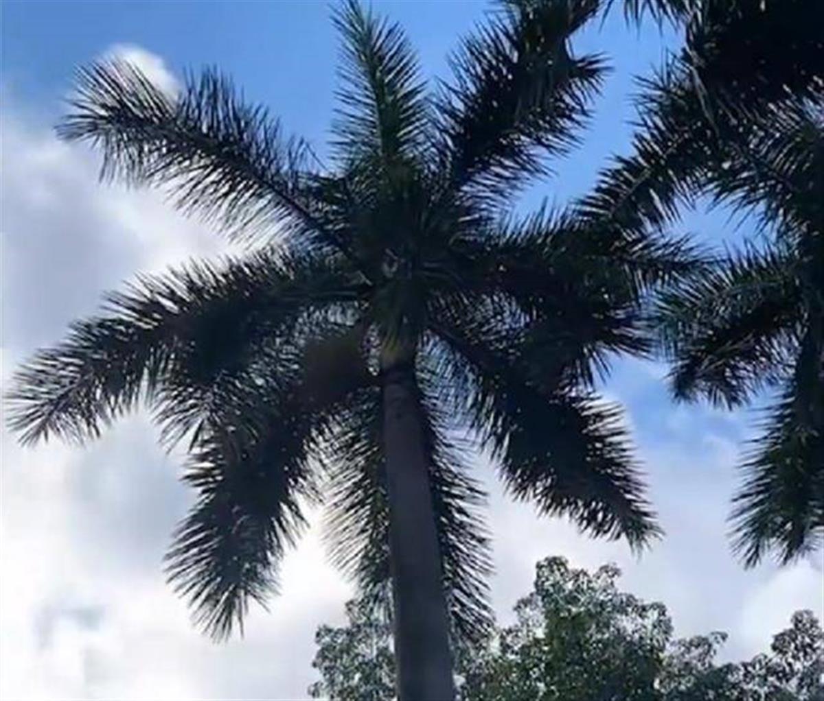掉落巨大叶子的大王椰树（来源：网络）