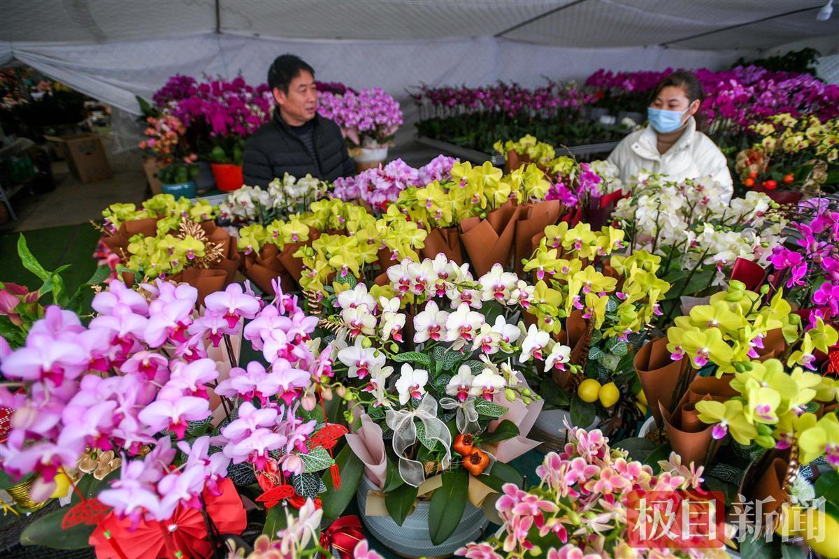 近两百商家捧出近百万盆年宵花武汉花博园第六届迎春花市开市