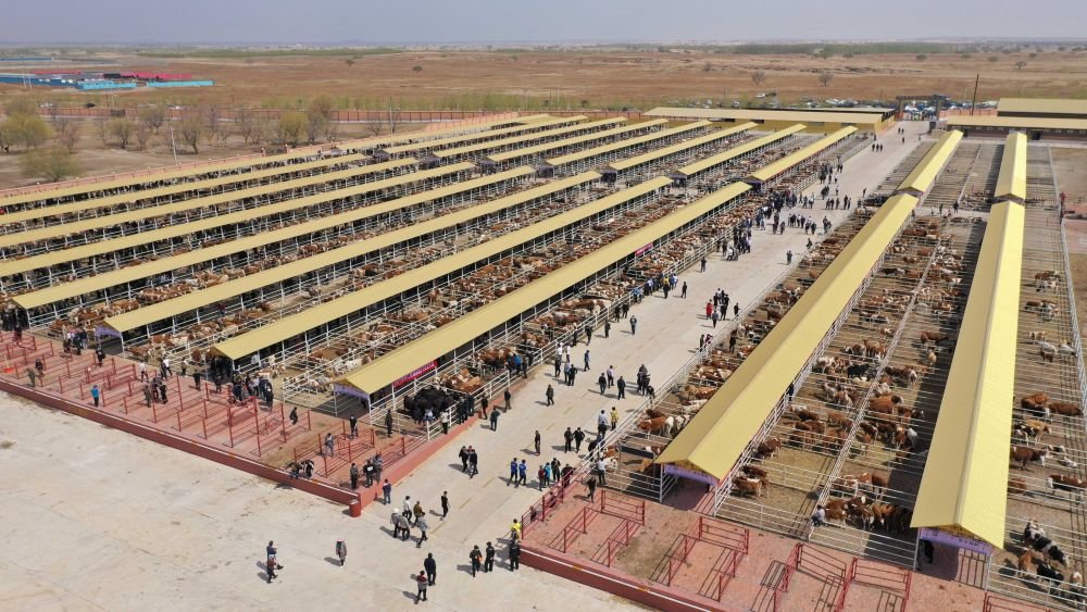 这是科右中旗鸿安大庙牛羊交易市场.