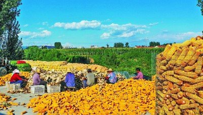 看田疇沃野盡豐景寫在第五個中國農民豐收節到來之際