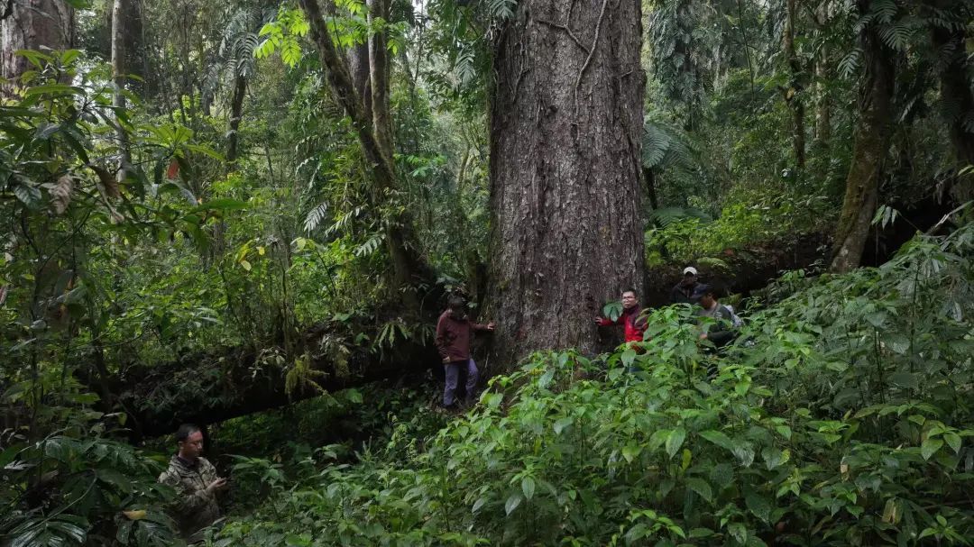 测量团队在“辛达布”所在的山地雨林开展测量工作