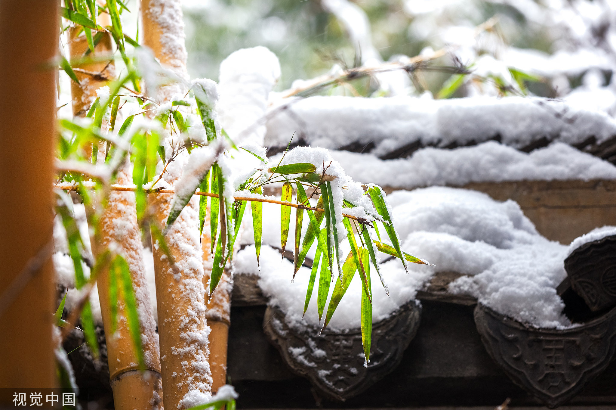时令风物|最美的冬天,要有绿竹,要有白雪_凤凰网