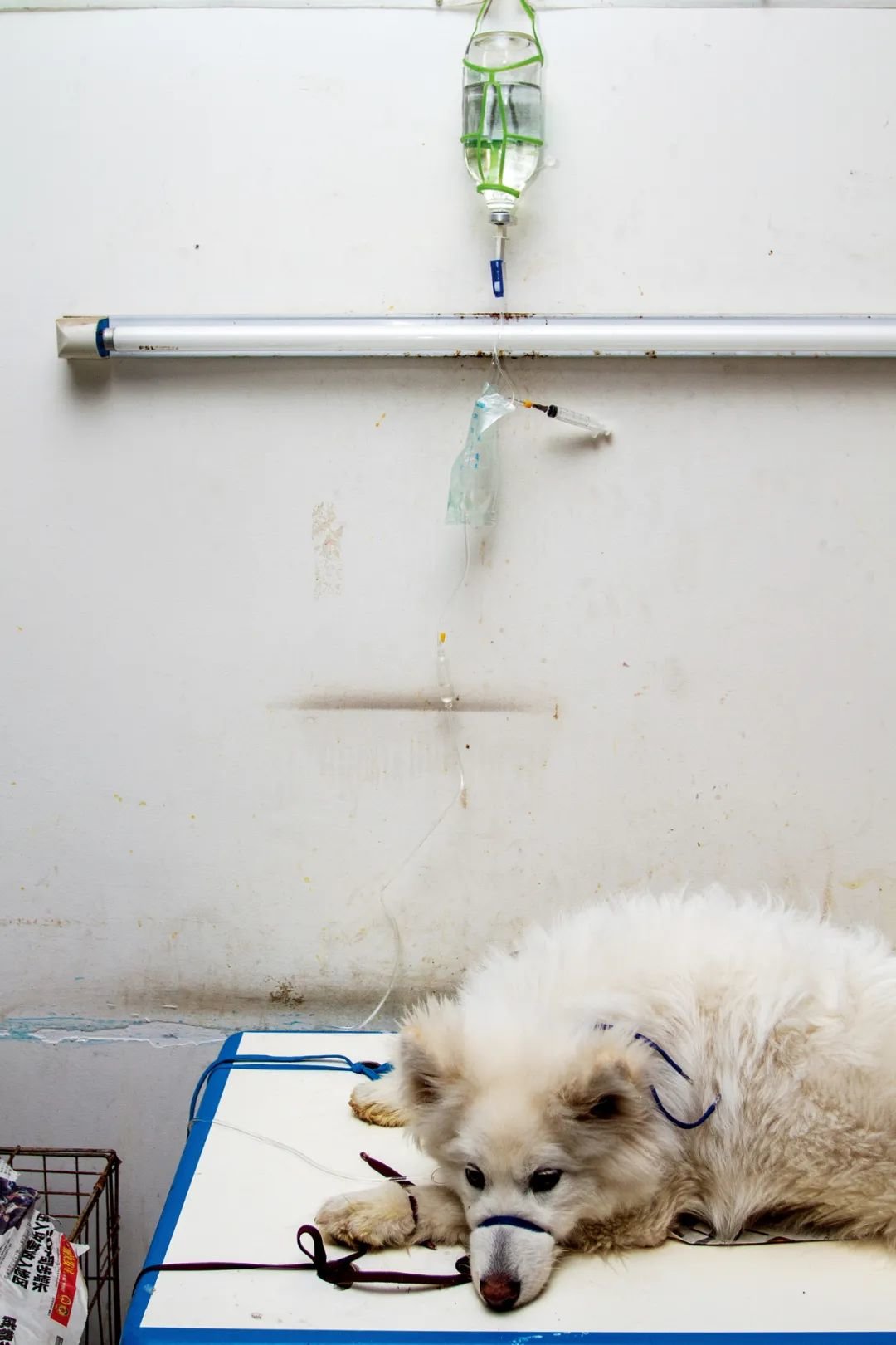 宠物医院内打吊瓶的狗。图/视觉中国