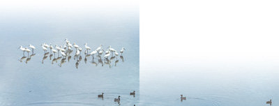 风景如画的天目湖上，成群白鹭和野鸭在觅食、休憩。冷 洁摄