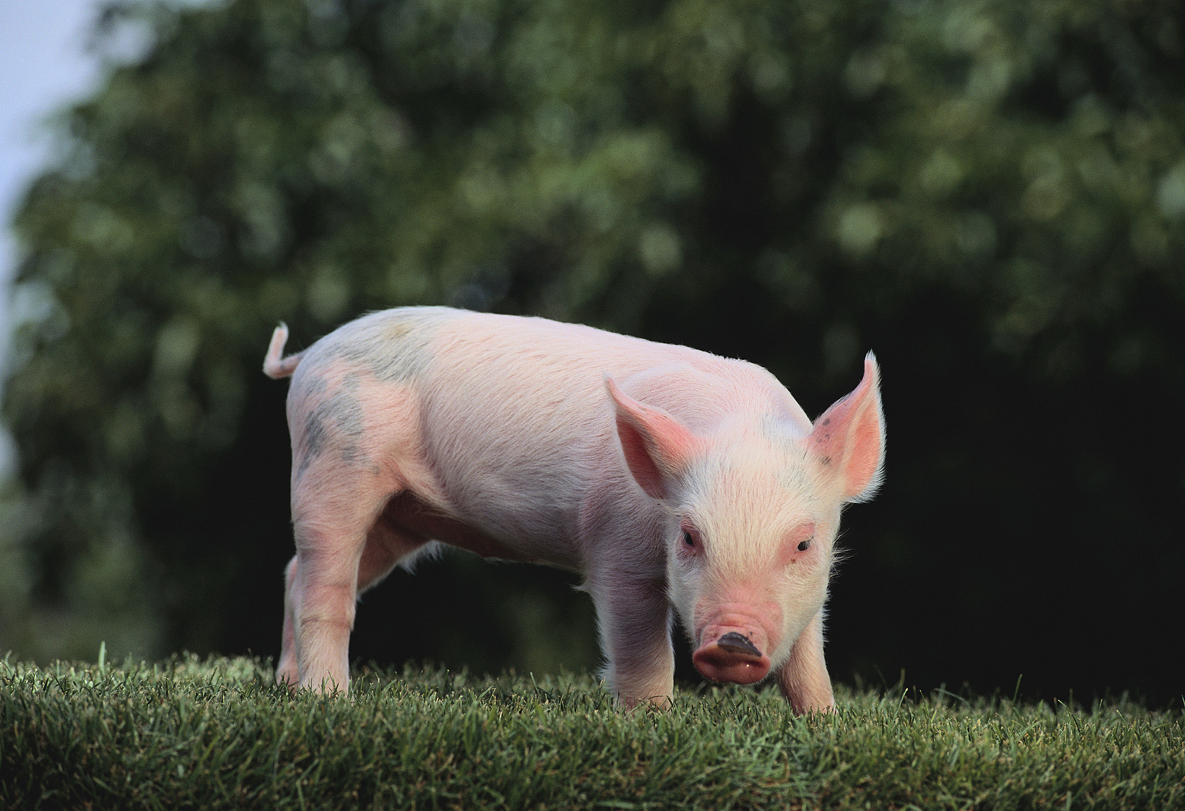 养猪大户太难了温氏股份一季度亏37亿计提肉猪存货跌价准备近10亿农业