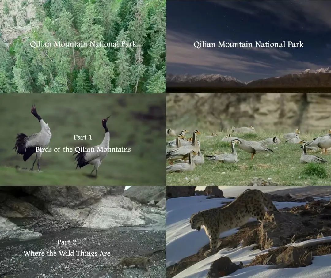 《祁连山国家公园》画面