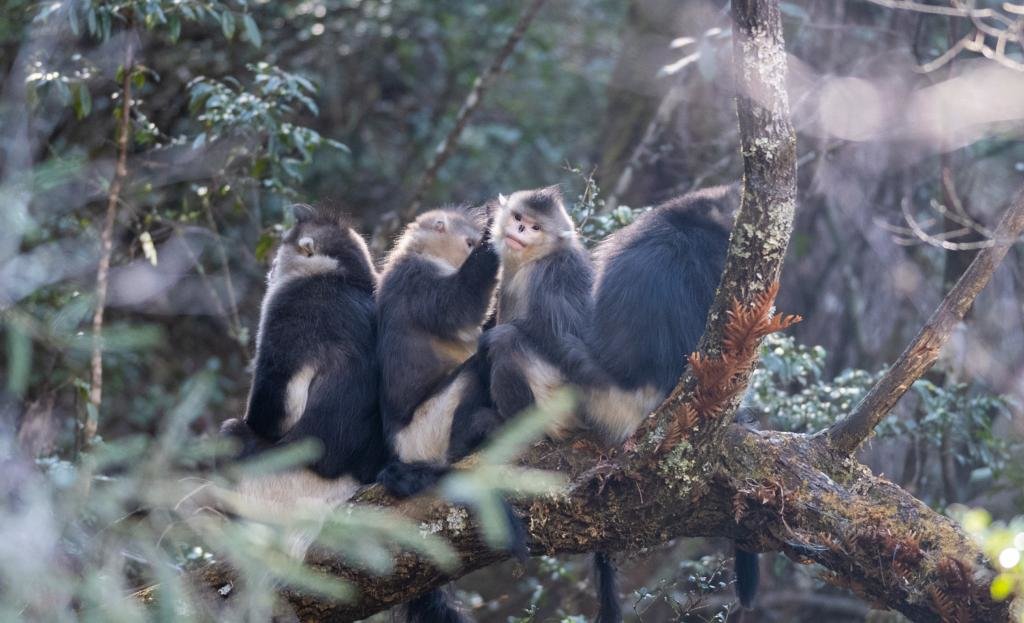 这是在云南白马雪山国家级自然保护区拍摄的滇金丝猴（2022年3月13日摄）。新华社记者 王冠森 摄