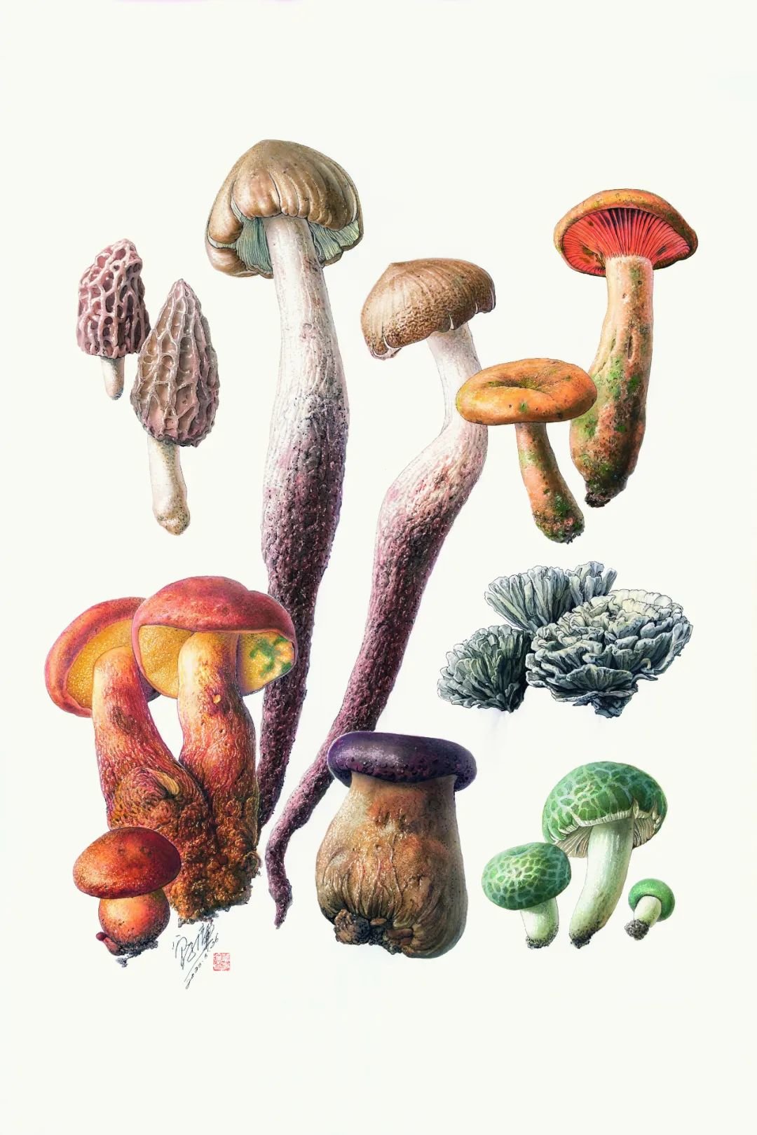 回到野生菌之乡云南倾听“蘑菇之语”,万物互联的网络__凤凰网