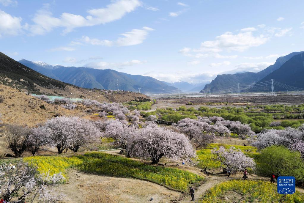 这是在林芝市嘎拉村拍摄的春日景色（2022年3月28日摄）。新华社记者 刘颍 摄