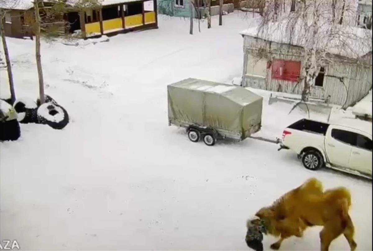 骆驼叼着尤里(视频截图)